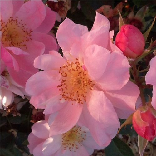 Brzoskwiniowy - Róże pienne - z kwiatami pojedynczymi - korona krzaczasta